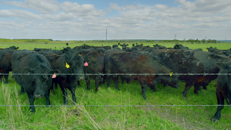 A Herd of Beautiful Black Cattle Grazing Calmly in the Open Green Fields of Natureの写真素材