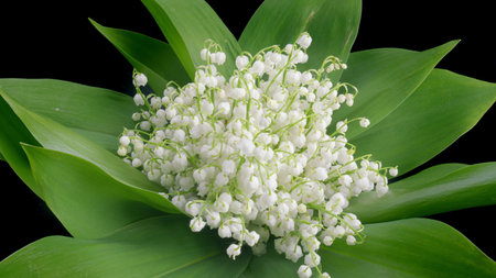 A Stunning CloseUp of a Beautiful Lily of the Valley Flower Arrangement in Blooming Glory Time lapse.の写真素材