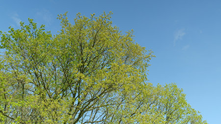 A Lush Tree Canopy Spreads Out Under a Bright Blue Sky for a Stunning View of Natureの写真素材