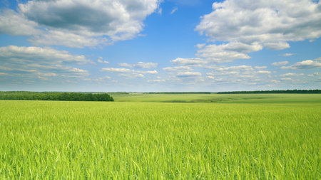 Vast and Expansive Green Fields Beautifully Spread Out Under a Clear and Bright Blue Sky Time lapse.の写真素材