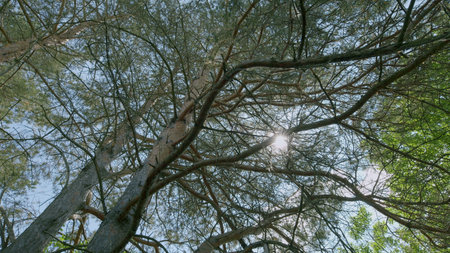 Sunlight Filtering Beautifully Through a Lush Tree Canopy Creating a Stunning Effectの写真素材