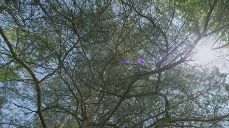 Sunlit Canopy A Beautiful Representation of Natures Tranquil and Serene Beauty in This Worldの写真素材