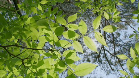 The Beautiful and Vibrant Green Leaves Surrounded by Warm Sunlight in the Forestの写真素材