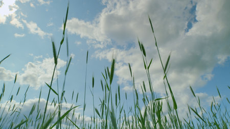 Lush Green Grass Spreading Out Under a Bright Blue Sky Filled with Fluffy White Cloudsの写真素材