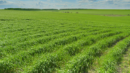 A Beautiful and Vibrant Green Field Spreading Out Under a Bright and Clear Sky Aboveの写真素材