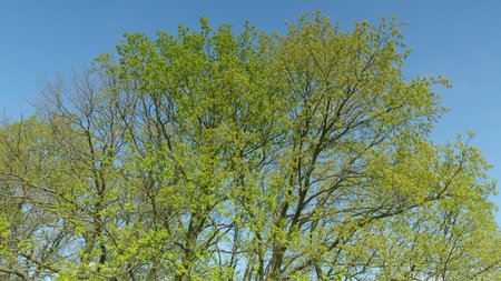 Vibrant and Lush Green Tree Foliage Set Against a Beautiful and Clear Blue Sky Aboveの写真素材