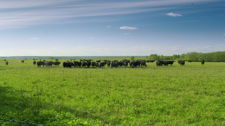 Cattle Grazing in a Beautiful and Serene Green Pasture Land Under the Clear Blue Skyの写真素材