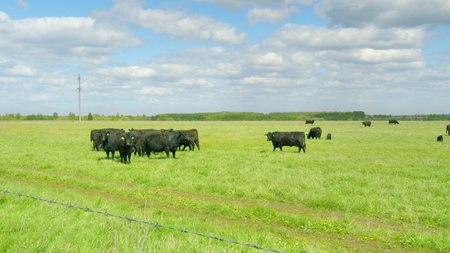 A Beautiful Pastoral Scene Featuring Black Cattle Grazing in a Verdant, Lush Green Fieldの写真素材