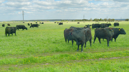 Cattle Grazing in an Expansive Open Pasture Landscape Rich in Natural Beauty and Diversityの写真素材