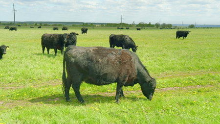 A herd of cattle is grazing contentedly on the lush, vibrant green pasture of the countrysideの写真素材