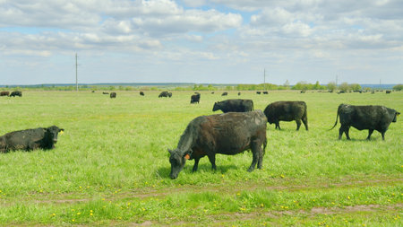 A herd of black cattle is grazing peacefully on the lush green pasture, enjoying natures bountyの写真素材