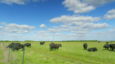 A Serene and Picturesque Pastoral Landscape Featuring Black Cattle Grazing Peacefullyの写真素材