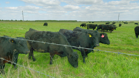Cattle grazing peacefully in a lush green pasture, surrounded by a sturdy barbed wire fenceの写真素材