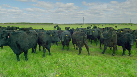Cattle Grazing in a Sunny and Picturesque Pasture Filled with Vibrant Green Grass and Foliageの写真素材