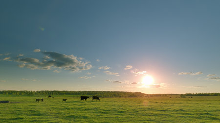 A Serene and Picturesque Sunset Casting Warm Colors Over the Pasture with Grazing Cattleの写真素材