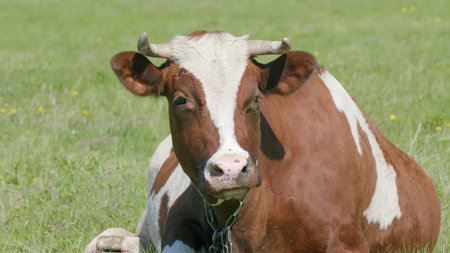A Resting Brown and White Cow Relaxing Peacefully in a Pasture on a Beautiful Dayの写真素材