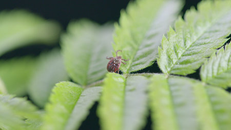 A CloseUp View of Green Leaves Featuring Intricate Tick Insect Details Amidst Natures Beautyの写真素材