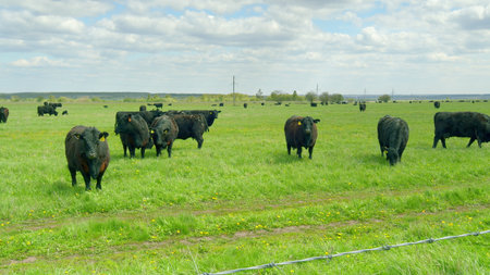 A vast, expansive pasture awaits with black cattle peacefully grazing beneath a cloudy skyの写真素材