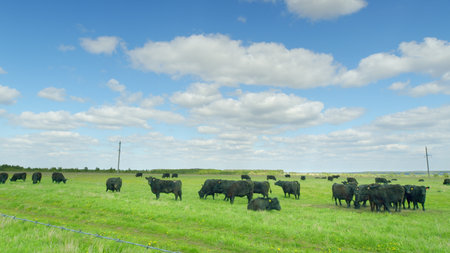 A herd of cattle peacefully grazing in a lush, green pasture beneath a clear blue skyの写真素材