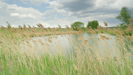 A serene waterside scene is depicted with swaying reeds set against dramatic, evolving cloudsの写真素材