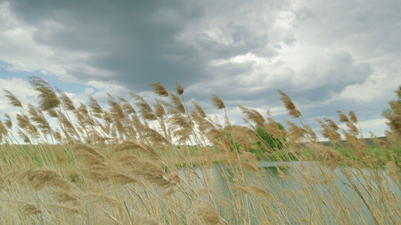 A Serene Marshland Filled with Lush Reeds Set Against Dramatic and Captivating Cloudsの写真素材