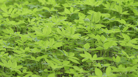 Natures lush greenery is remarkable, inspiring, and beautiful to behold alwaysの写真素材