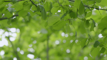 Vibrant and Lush Green Leaves Illuminated by Natural Light in the Beautiful Outdoors Areaの写真素材