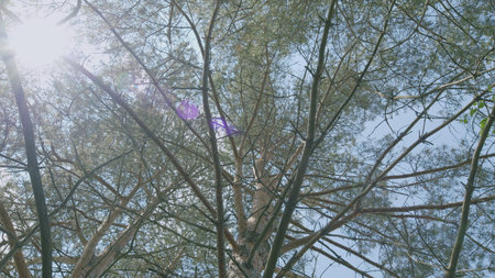 Beneath a Lush Tree Canopy, With Gentle Sunlight Filtering Through the Leaves Aboveの写真素材