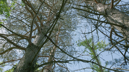 Dramatic and Striking Canopy View of Majestic Trees Against a Clear and Bright Skyの写真素材