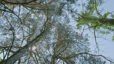 Natures Canopy A Beautiful and Serene Glimpse of the Enchanting Forest Sky Above Youの写真素材