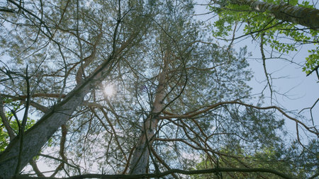 A Peaceful and Serene Canopy View Through Lush Trees Bathed in Glorious Sunlightの写真素材