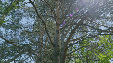Radiant Sunlit Tree Canopy Displaying Beautiful and Colorful Orbs in a Natural Environmentの写真素材