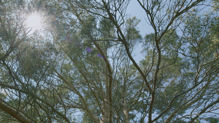 Captivating Canopy Sunlit Tree Branches Gracefully Framed Against a Clear Blue Skyの写真素材