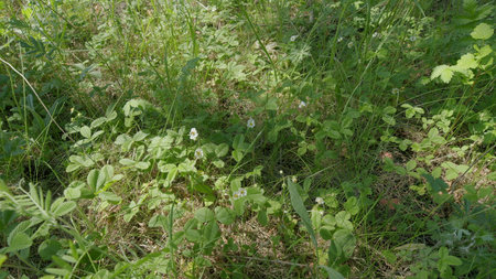 The Lush Green Ground Cover found abundantly in Nature provides visual beauty and diversityの写真素材