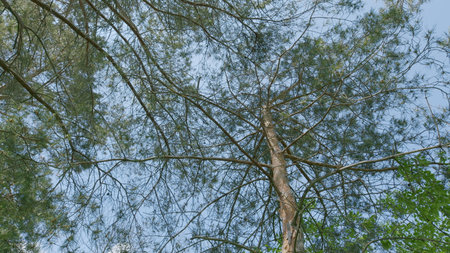 Natures Canopy A Tranquil and Stunning View of Tree Branches in Their Natural Habitatの写真素材