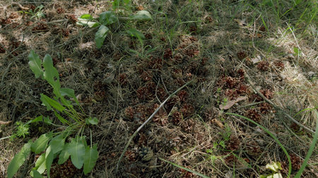 Ants forage energetically on the vibrant forest floor, surrounded by lush vegetation and wildlifeの写真素材