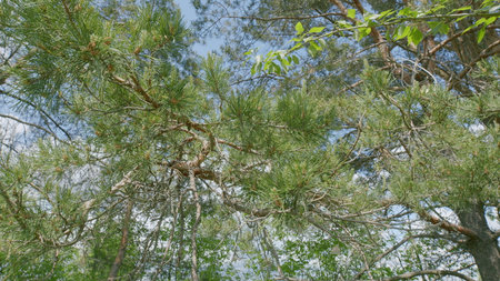 A Beautiful Lush Green Tree Canopy Under a Bright Blue Sky Full of Sunshine and Lightの写真素材