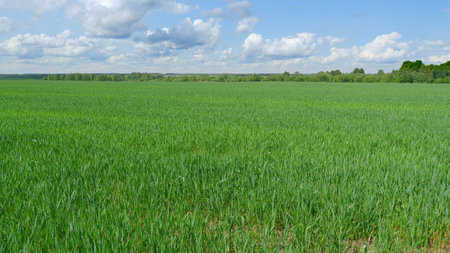 Lush Green Fields Expand Under a Bright Blue Sky, Creating a Peaceful and Serene Landscapeの写真素材
