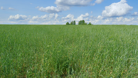 A Vast Lush Green Field Spreading Beneath a Clear Blue Sky with Fluffy White Cloudsの写真素材