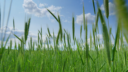 Lush and Vibrant Green Grass Stretching Out Under a Bright Blue Sky Full of Lightの写真素材