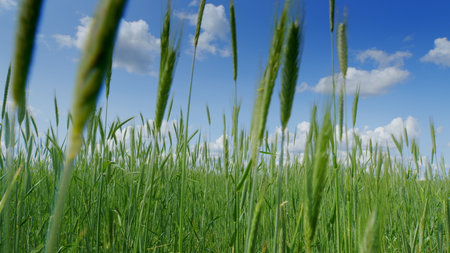 A Lush and Vibrant Green Wheat Field Sweetly Spreading Out Under a Bright Blue Sky Aboveの写真素材