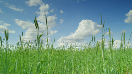 A Beautiful Lush Green Field Stretching Out Under a Clear Blue Sky Adorned with Fluffy Cloudsの写真素材