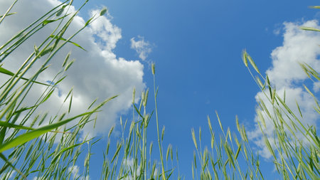 A Serene and Beautiful View of Lush Green Grass Under a Bright and Clear Blue Skyの写真素材
