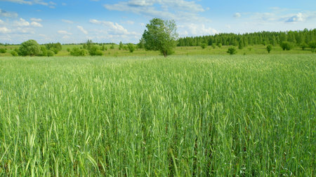 A Beautiful, Vibrantly Lush Green Field Nestled Beneath a Brilliantly Bright Blue Sky Aboveの写真素材