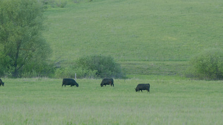 A group of Black Cows Grazing peacefully in a beautiful Lush Green Pasture under the sunの写真素材