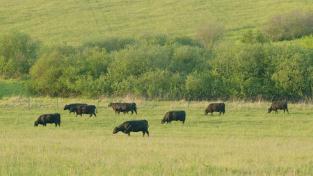 Cattle peacefully grazing in a lush green pasture, creating a picturesque rural landscapeの写真素材