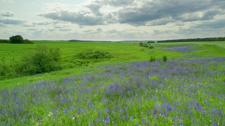 Vibrant Green Fields with Beautiful Blue Flowers Stretching Under a Cloudy Sky Aboveの写真素材