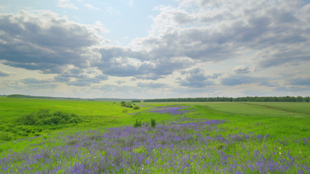 Time lapse. A Beautiful and Vibrant Spring Meadow Filled with Purple Wildflowers Under a Cloudy Skyの写真素材