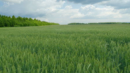 A Beautiful and Lush Green Wheat Field Set Beneath a Cloudy and Dramatic Sky Above Itの写真素材
