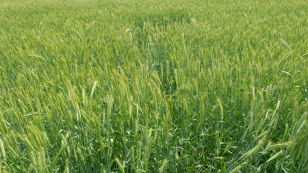 A Beautiful, Lush, Green Wheat Field in Full Growth, Thriving Under the Bright Sunlight Todayの写真素材